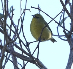 Chlorodrepanis virens