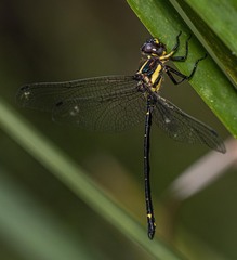 Eusynthemis aurolineata