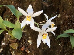 Coelogyne