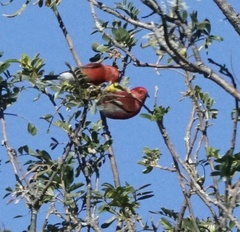 Himatione sanguinea