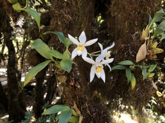 Coelogyne