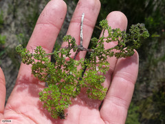 Annesorhiza macrocarpa