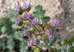 Phacelia crenulata minutiflora