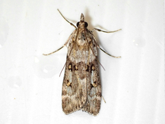 Scoparia tetracycla