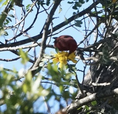 Himatione sanguinea
