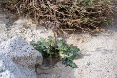 Phacelia crenulata minutiflora