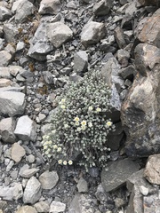 Leucogenes grandiceps