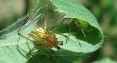 Enoplognatha ovata