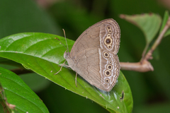 Mycalesis perseoides