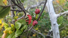 Ochna thomasiana