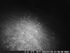 Nyctereutes procyonoides