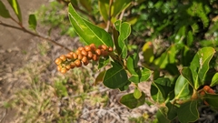 Citharexylum caudatum
