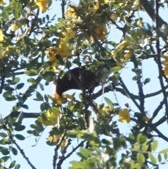Himatione sanguinea