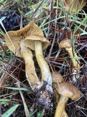 Cortinarius thiersii