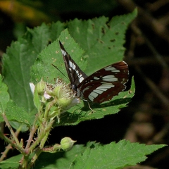 Neptis rivularis