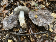Tricholoma griseoviolaceum
