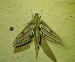 Xylophanes mineti