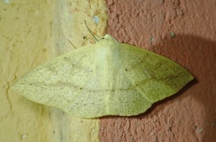 Sabulodes