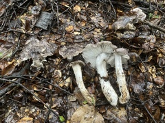 Tricholoma griseoviolaceum