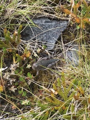 Brachaspis collinus