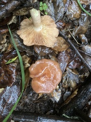 Lactarius xanthogalactus