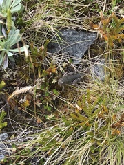 Brachaspis collinus
