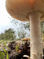 Amanita velosa
