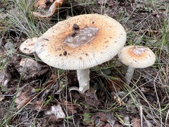 Amanita velosa