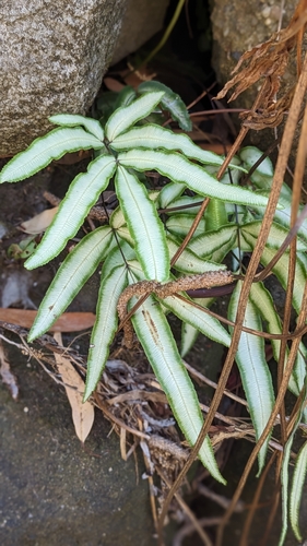 Pteris nipponica iNat (1)