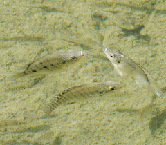 Oreochromis niloticus