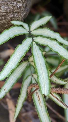 Pteris cretica