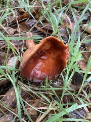 Lactarius rufulus