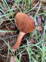 Lactarius rufulus