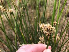 Juncus australis