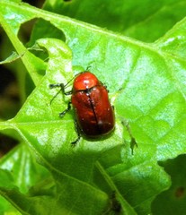 Cryptocephalus coryli