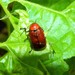 Hazel Pot Beetle - Photo (c) romanvrbicek, some rights reserved (CC BY-NC), uploaded by romanvrbicek