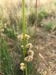 Juncus australis