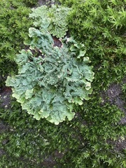 Flavopunctelia flaventior