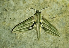 Xylophanes aristor