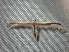 Pterophorus furcatalis