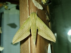 Xylophanes barbuti