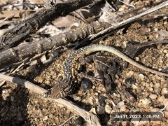 Uta stansburiana elegans