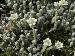 Leucogenes grandiceps