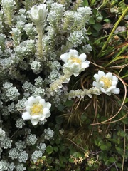 Leucogenes grandiceps