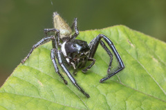 Hyllus keratodes