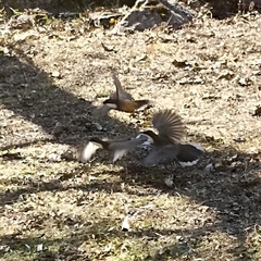 Pterorhinus albogularis