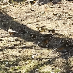 Pterorhinus albogularis