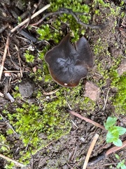 Phylloscypha phyllogena