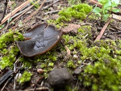 Phylloscypha phyllogena