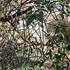 Semnopithecus schistaceus